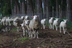 best short fiction animal farm by lostilista, lifestyle blog by sarita nakra, best indian blog, best lifestyle blog, best indian lifestyle blog, goodreads.jpg